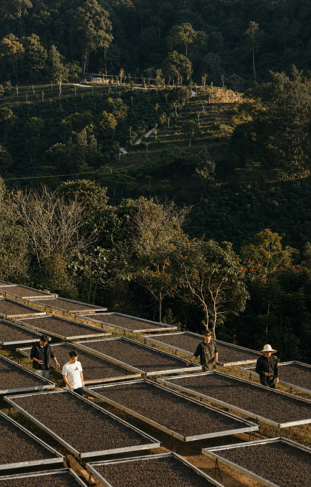 Yunnan coffee drying beds and mountain sourcing landscape